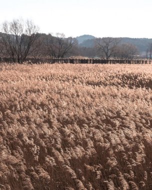 tarladaki kuru otlar