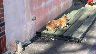 Kedi sokakta oturuyor.