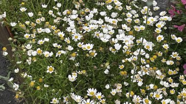 Bahçedeki güzel çiçekler