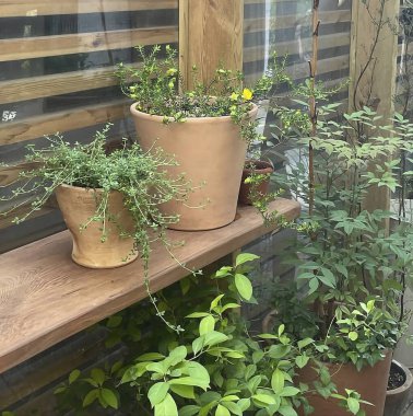 Güzel botanik fotoğrafı, doğal duvar kağıdı.