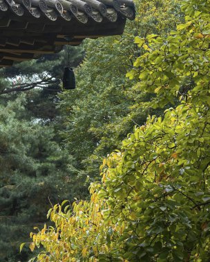 Güzel botanik fotoğrafı, doğal duvar kağıdı.