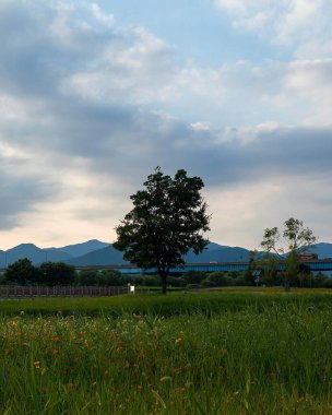 Ağaçlı ve ağaçlı güzel bir manzara.