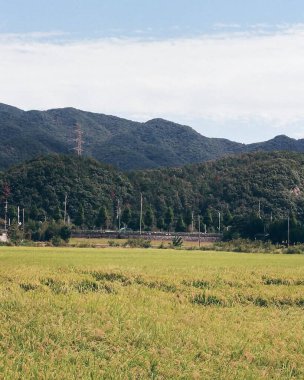 Dağlarda ağaçlar olan yeşil tarla