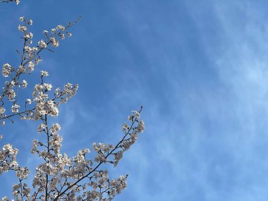 Bahçede kiraz çiçekleri