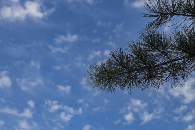 Ormandaki ağaç dalları