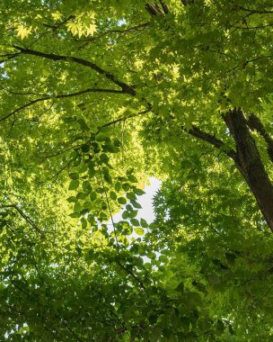 Ormanda yeşil ağaçlar, bitki örtüsü