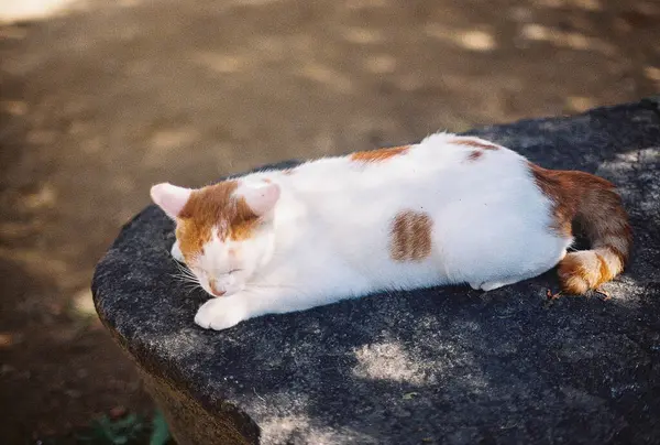 Yerde bir kedi var..