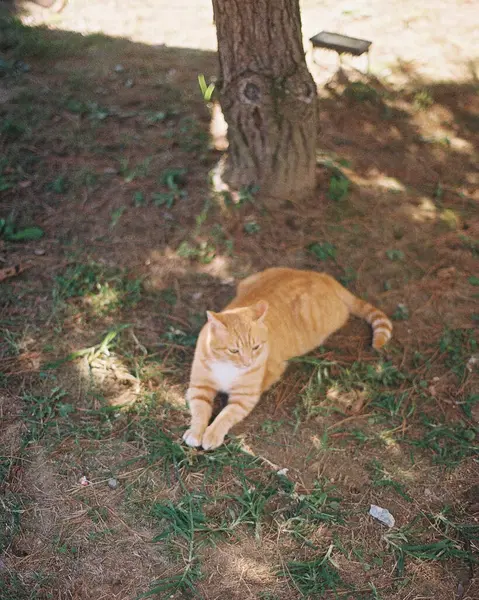 Ormandaki sevimli kedi.