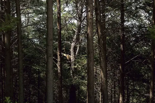 Ormandaki çam ağaçları