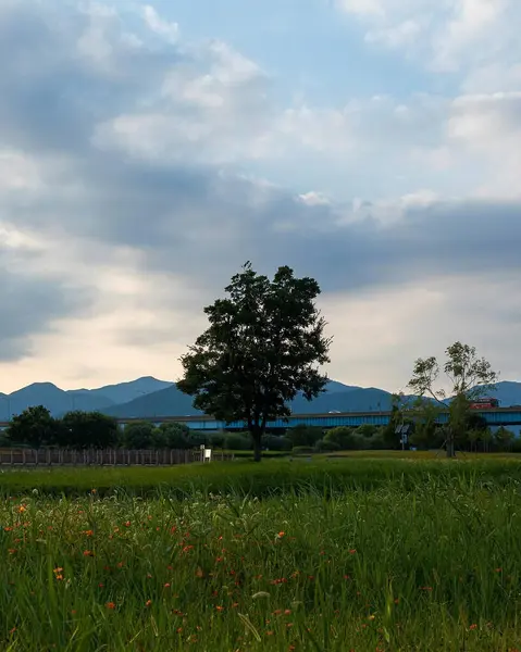 Ağaçlı ve ağaçlı güzel bir manzara.