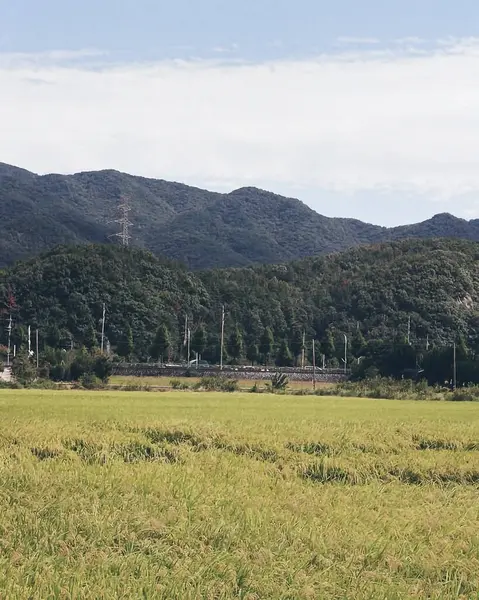 Dağlarda ağaçlar olan yeşil tarla