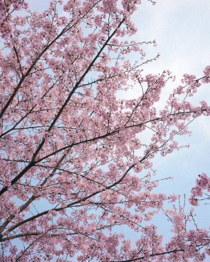 Ağaçtaki güzel bahar çiçekleri