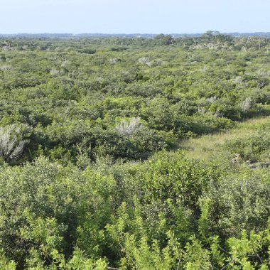 Ağaçlı güzel yeşil bir alanın dikey görüntüsü.