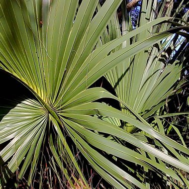 Bahçede yeşil yapraklar