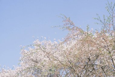 Japonya 'da kiraz çiçeği