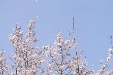 Güzel botanik fotoğrafı, doğal duvar kağıdı.