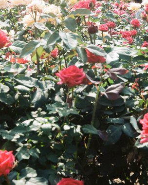 Bahçedeki güzel çiçekler