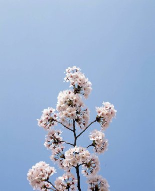 Güzel botanik fotoğrafı, doğal duvar kağıdı.