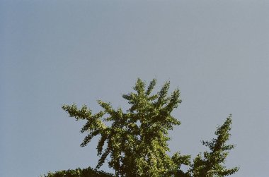 Arkaplanda yeşil yapraklı ağaç, mavi gökyüzü, bahar