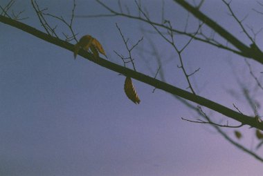 Ağaç dalları, doğa bitki örtüsü.