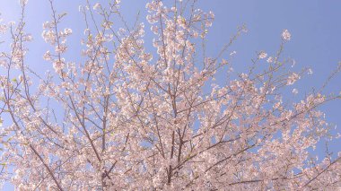 Bahçedeki ağaçta beyaz çiçekler