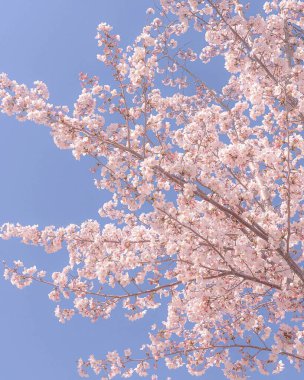 Japonya 'da kiraz çiçeği.