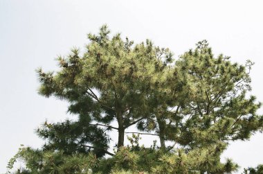 Ormandaki çam ağacı