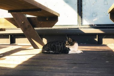 Kedi pencere eşiğinde oturuyor.