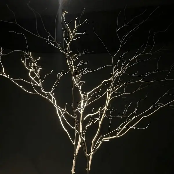 siyah arkaplanda dallar ve dallar