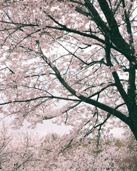 Bahçedeki güzel pembe sakura çiçekleri