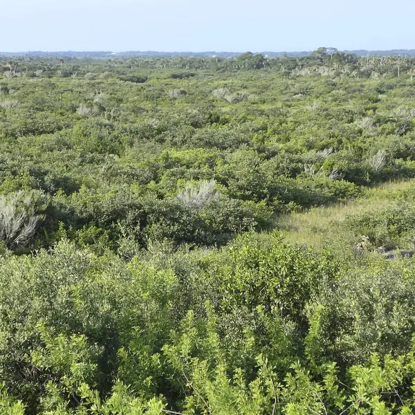 Ağaçlı güzel yeşil bir alanın dikey görüntüsü.