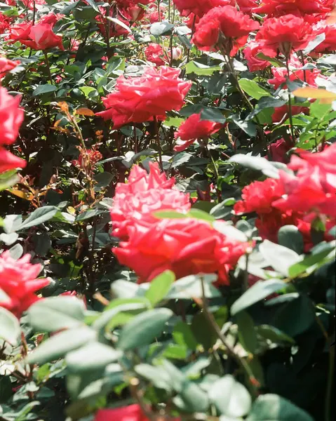 Bahçede güzel kırmızı güller