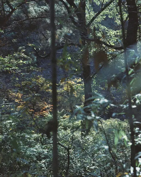 Sabah güzel bir orman