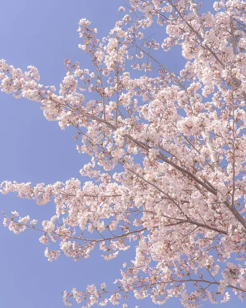 Japonya 'da kiraz çiçeği.