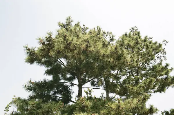 Ormandaki çam ağacı