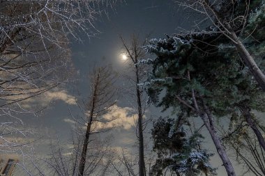 Akşamları kış ormanı