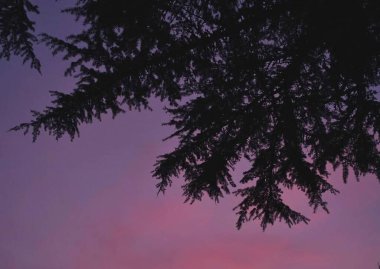 Ağaç dalları, bitki örtüsü ve doğa