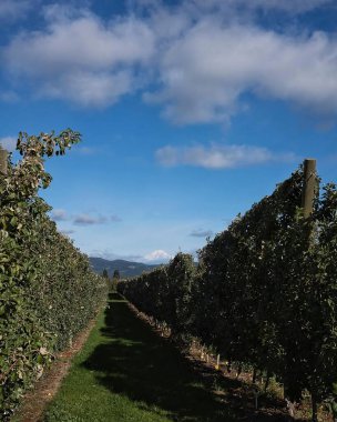 Elma bahçesi, New York