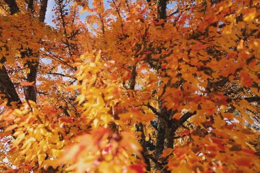 Ormanda sonbahar yaprakları