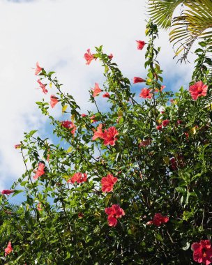 Ağacın yaprakları ve çiçekleri