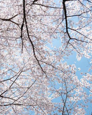 İlkbaharda kiraz çiçeklerinin güzel manzarası
