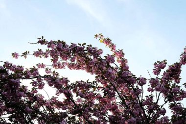 Ağaçtaki güzel bahar çiçekleri