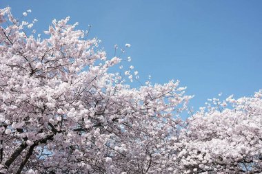 İlkbaharda pembe kiraz çiçeği