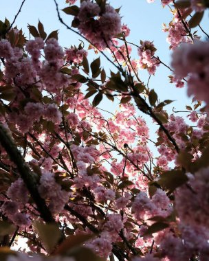 Bahçede bahar çiçekleri