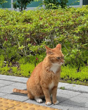 Kızıl kedinin portresi