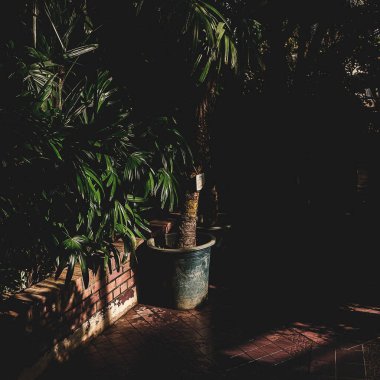 Ormanın güzel manzarası