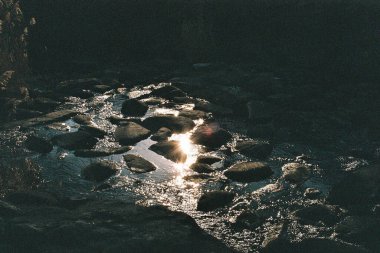 Ormandaki nehrin güzel manzarası