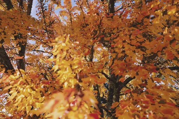 Ormanda sonbahar yaprakları