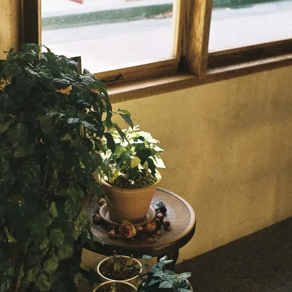 Bahçedeki güzel çiçekler