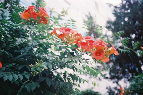 Bahçedeki güzel çiçekler